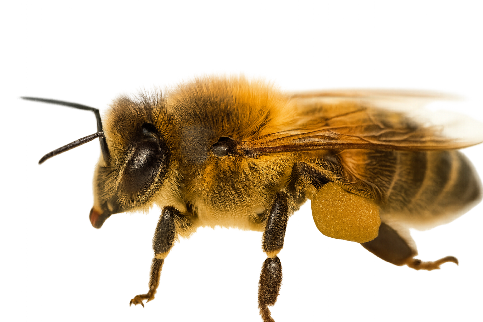 Save the Bees